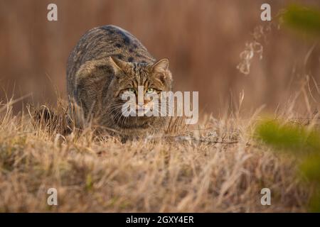 Gefährdete europäische Wildkatze, felis silvestris, schleicht sich im Herbst mit ausgestreckter Zunge auf trockener Wiese. Vorbereitung der tabby Katze für die Jagd in natürlichen h Stockfoto