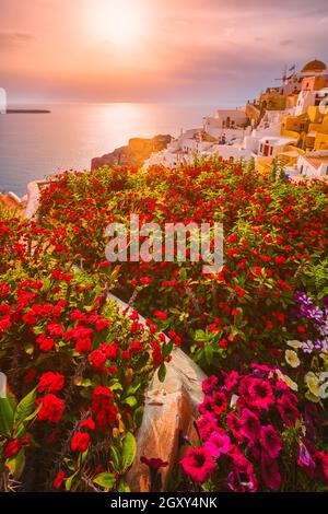 Malerischer Sonnenuntergang über dem Meer und die malerische Stadt Oia auf der Insel Santorini im Sommer mit roten Blumen im Vordergrund Stockfoto