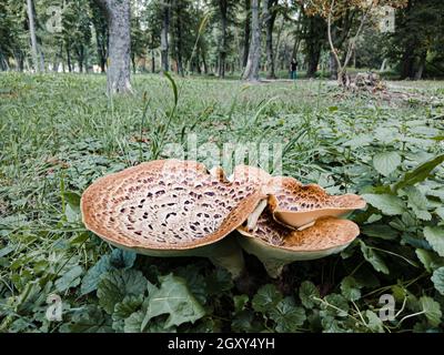 Auf der Wiese wächst ein Cerioporus squamosus Pilz, auch bekannt als Dryadsattel und der Rückenpilz des Phasanen Stockfoto