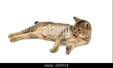Erwachsene graue schottische gerade Chinchilla Katze liegt auf einem weißen isolierten Hintergrund, das Tier ruht, Katze ragt aus seiner Zunge Stockfoto