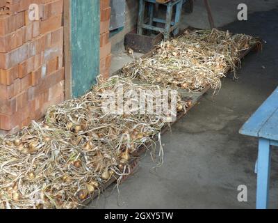 Trocknen von Zwiebeln. Ernte von einem Gemüsegarten. Stockfoto