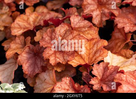 heuchera Pflanzen als sehr schöner natürlicher Hintergrund Stockfoto