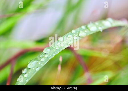 Gras, das mit winzigen Wassertropfen überzogen ist Stockfoto