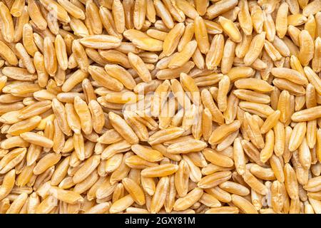 Hintergrund des Essens - viele Kamut Khorasan Weizenkörner aus der Nähe Stockfoto