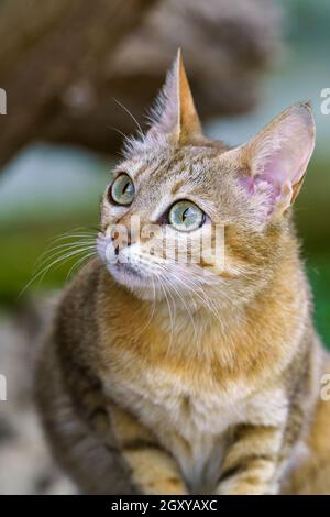 Arabische Wildkatze (Felis silvestris gordoni), auch bekannt als die Gordon-Wildkatze. Stockfoto