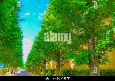 Ginkgo von Bäumen gesäumte Straßen von frischem Grün (Akishima). Drehort: Tokyo Akishima Stockfoto