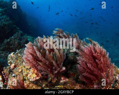 Invasive Rotalgen (Asparagopsis sp.), die Gesteine am Meeresboden bedecken. Stockfoto