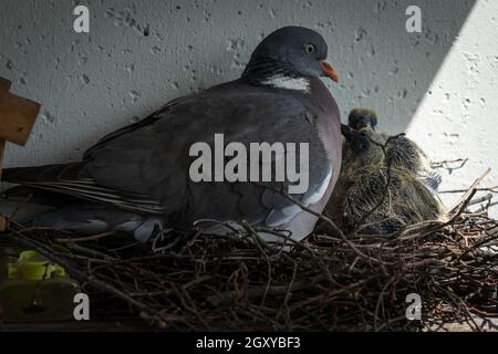 Die gewöhnliche Waldtaube (Columba palumbus) in einem Nest mit Küken. Stockfoto