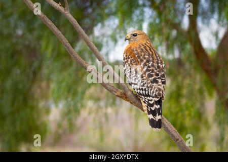 Kalifornien Red Hawk beobachtete aus dem Baum. Stockfoto