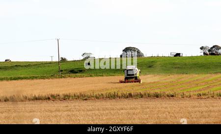 Glencaple, Schottland - 18. September 2020 : Claas Combine Harvester Ernte eine Ernte von Gerste Stockfoto