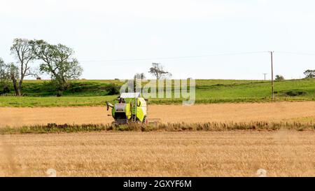 Glencaple, Schottland - 18. September 2020 : Claas Combine Harvester Ernte eine Ernte von Gerste Stockfoto