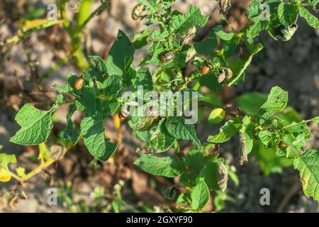 Kartoffelkäfer aus Colorado fressen grüne Blätter. Leptinotarsa decemlineata oder zehngestreifte spearman-Wanzen auf dem Anbau von beschädigten Kartoffelstrauch im Gemüsegarten Stockfoto