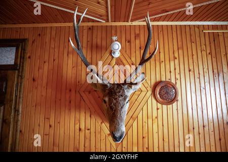 In der Holzhütte des Jägers hängen antike, gehängte Hirsche. Vintage gefülltes Tiergesicht mit großem Geweih, Teller im Zimmer. Haus dekorieren mit sta Stockfoto