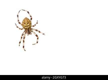 Vier Punkt Kugel Weber Spinne isoliert auf weißem Hintergrund. Nahaufnahme des Araneus quadratus-Gartens mit arachnidem Ausschnitt von oben. Gelbgefleckte Arachnide ausgeschnitten Stockfoto