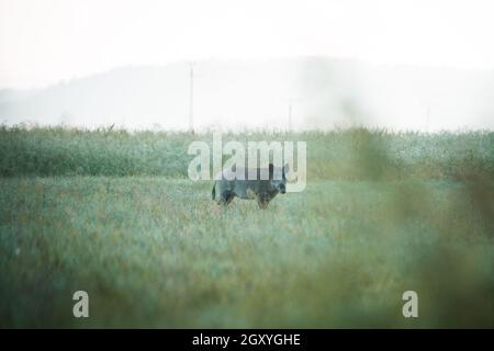 Wildschwein ( Sus scrofa ) in der wilden Natur während des Herbstmorgens auf der Wiese. Nützlich für die Jagd auf Zeitschriften oder Nachrichten. Colorulf Bild von wildem Tier. Stockfoto