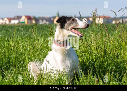 barsoi Windhund sitzt im hohen grünen Gras und sieht aus Stockfoto