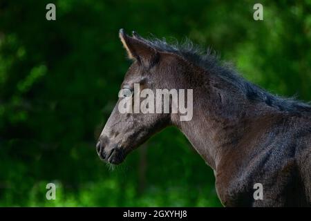 Porträt eines niedlichen jungen schwarzen Warmblutfohlen mit grünem Hintergrund. Stockfoto