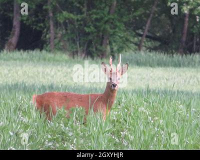 Hirsch Tier Hörner niedlich lustig lustig neugierig verängstigt Stockfoto