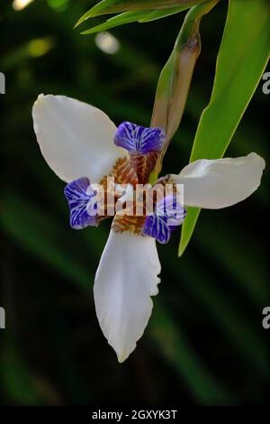 Neomarica gracilis (Wanderlilie) Blume von oben zeigt weiße Blütenblätter mit meliertem Purpurbraun und einer blau-violetten Bänderung, ein grünes Blatt sichtbar Stockfoto