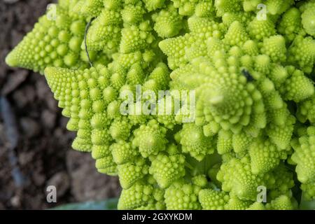 Leuchtend grüne Broccoli Romanesco Nahaufnahme Stockfoto