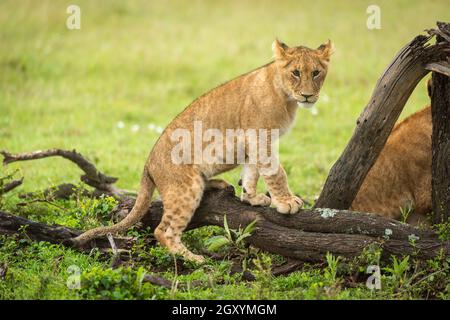 Löwenjunge klettert auf Baumstamm im Grasland Stockfoto