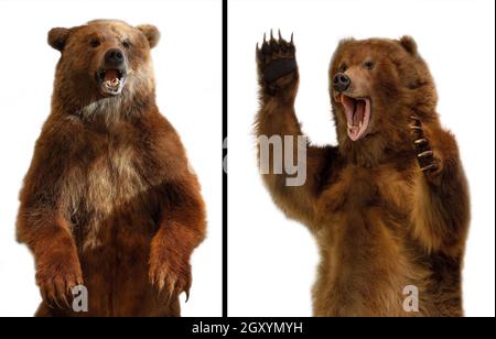 Nahaufnahme der Taxidermy eines Kamtschatka-Braunbären auf weißem Hintergrund Stockfoto