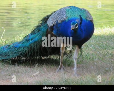 Schöner Pfau von fantastisch hellen Farben von langen Federn Stockfoto