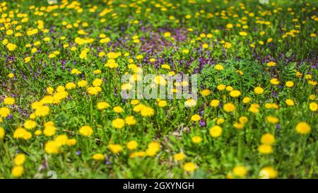 Flache Tiefenschärfe geschossen - frühlingswiese mit gelben Löwenzahn und verschwommenes lila Blüten im Hintergrund. Abstrakte Frühling Hintergrund. Stockfoto