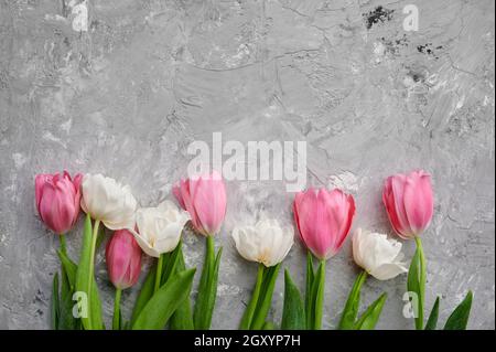 Rosa und weiße Tulpen auf grauem Betongrund. Frühlingsblumen blühen, frische Blumendekoration für romantischen Gruß, grüne Frische Stockfoto