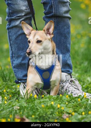 Erwachsene nette Frau geht den kleinen Hund im Frühling Stockfoto