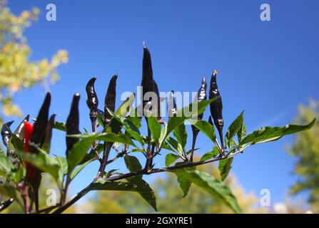 Schwarze Cobra Peppers wachsen im Garten im Freien Stockfoto