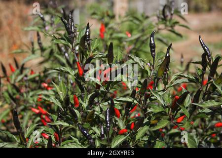 Schwarze Cobra Peppers wachsen im Garten im Freien Stockfoto