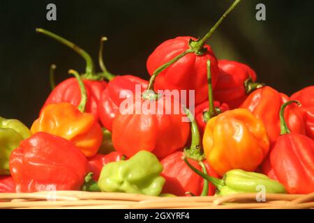 Korb mit frischen Bio-Habanero-Paprika im Freien im Garten Stockfoto