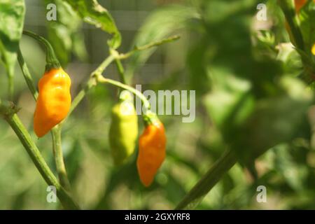 Aji Amarillo Peppers aus Peru wächst im Garten Stockfoto