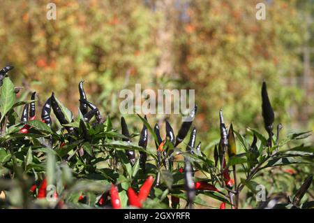 Schwarze Cobra Peppers wachsen im Garten im Freien Stockfoto