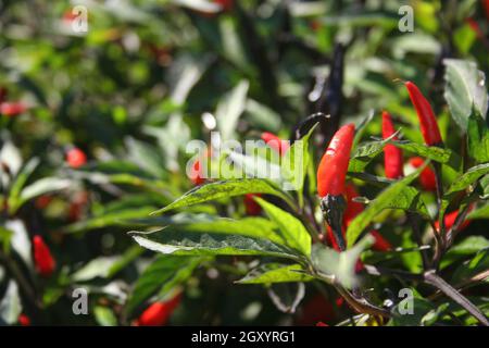 Schwarze Cobra Peppers wachsen im Garten im Freien Stockfoto