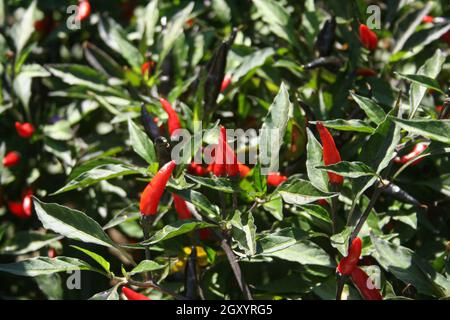 Schwarze Cobra Peppers wachsen im Garten im Freien Stockfoto