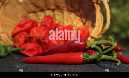 Jalapeno und Cayenne Peppers auf dem lokalen Bauernmarkt Stockfoto