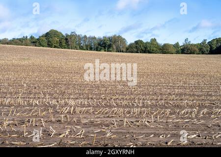 Mais-Süßmais Ernte auf großem Feld mit einfacher Eiche Stockfoto