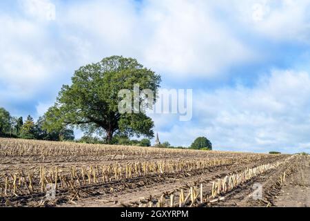 Mais-Süßmais Ernte auf großem Feld mit einfacher Eiche Stockfoto