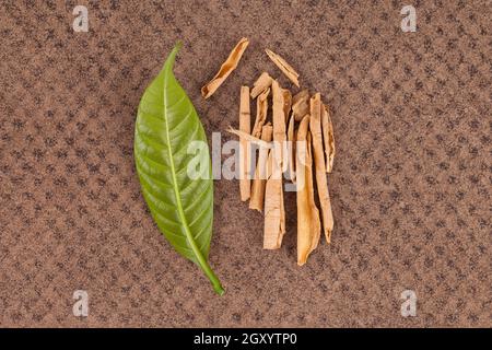 Tabernaemontana undulata Holz und Blatt. Sananga, traditionelle Medizin. Stockfoto