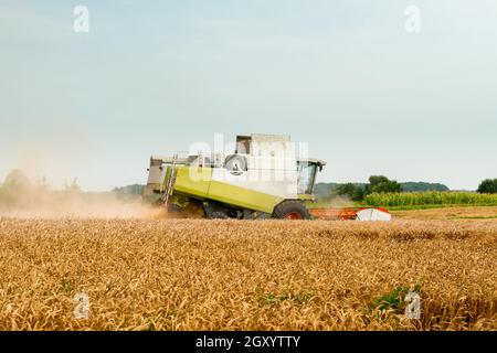 Kombinieren Sie Erntemaschinen mit Getreidevorsatz, breitem Spreuverteiler, der Getreideohren erntet. Rotierender Strohschüttler schneidet und droschen reifes Weizenkorn. Erntegut sammeln b Stockfoto