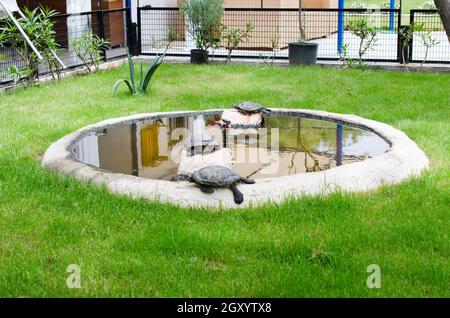 Schildkröten in einem kleinen dekorativen Teich, zwischen grünem Rasengras. Schildkröten sind eingezäunt. Stockfoto