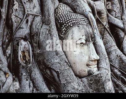 Kopf des Buddha Statue in der Baumwurzeln in Wat Maha That Tempel. in Ayutthaya, Thailand Stockfoto