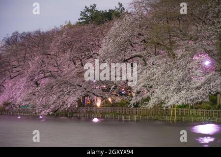 Kirschblüten im Inokashira Park. Drehort: Mitaka City, Tokio Stockfoto