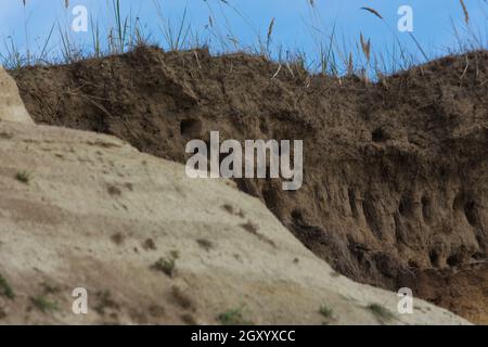 Schwalben auf den Klippen der Stadt Ahrenshoop auf der Ostseeinhalbinsel Darss in Deutschland im Sommer. Stockfoto
