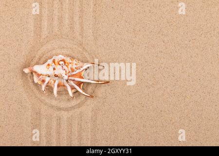 Sea Shell in der Mitte eines Kreises aus Sand. Mit einem Platz für Design Stockfoto