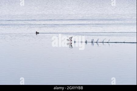 Bufflehead Abheben vom Mississippi River in der Nähe von Savannah, Illinois Stockfoto