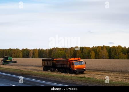 Kemerowo, Russland - 03. Oktober 2021: Mähdrescher und LKW, Erntemaschinen arbeiten auf dem Feld. Konzept der Agrarindustrie. Stockfoto