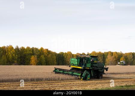 Kemerowo, Russland - 03. Oktober 2021: Mähdrescher arbeiten auf dem Feld. Konzept der Agrarindustrie. Stockfoto